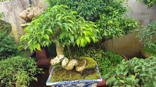 Cây sanh – cây bonsai thế, cây dáng thế được ưa chuộng – Hoa đẹp