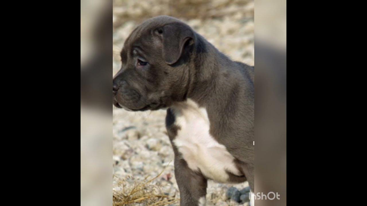 Pitbull growing video small and big YouTube