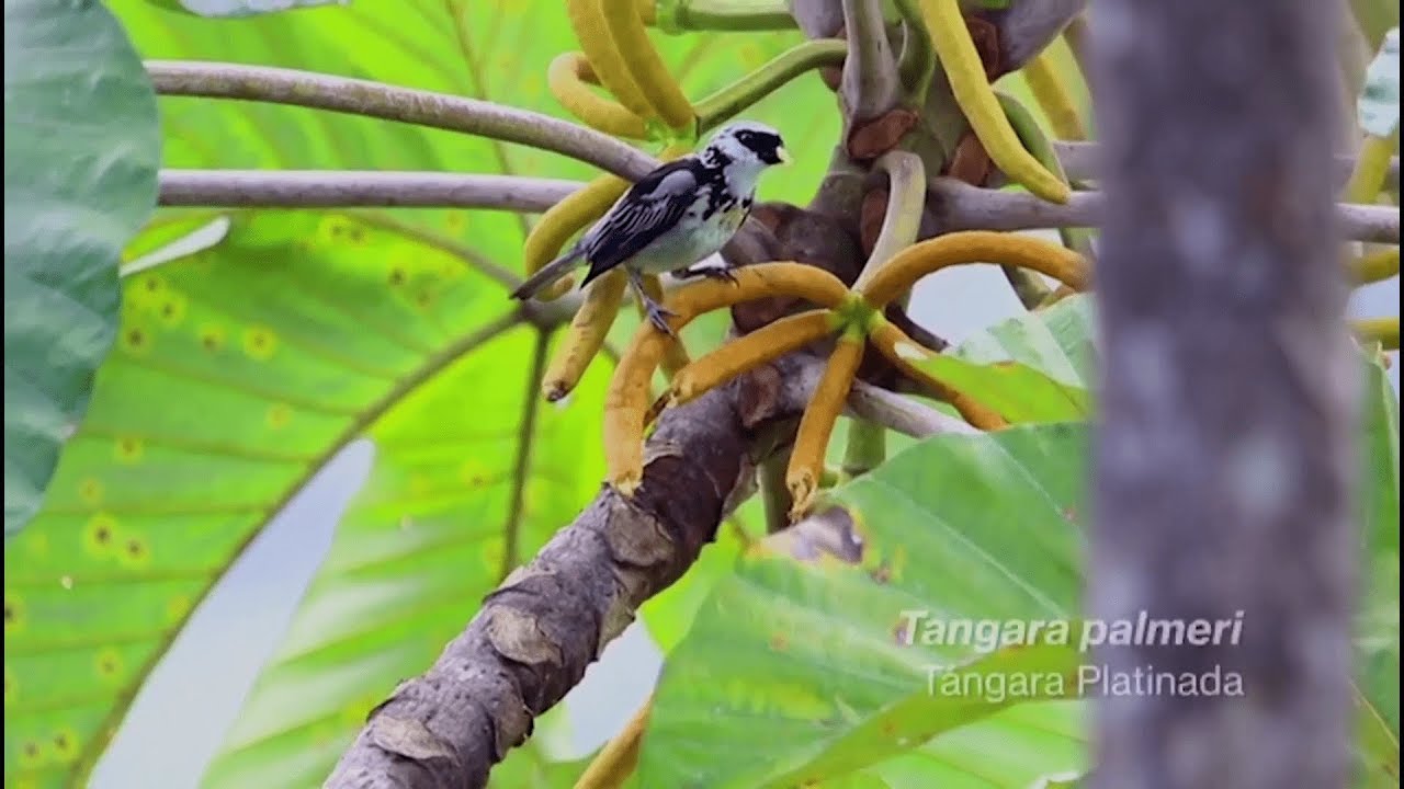 EL FUTURO DEL TURISMO DE AVES COLOMBIA BIRDFAIR 2020