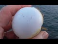 手元が滑って落下したフグ。すぐに泳いで逃げます。A puffer fish that slipped and fell.Swim immediately and run away.　#shorts