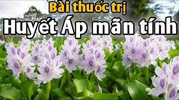 Bài thuốc trị bệnh Huyết Áp Mãn Tính,trị Ho.PHAN HẢI Channel