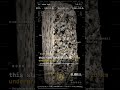 those black flecks are quietly radioactive · Granite #theerrorcodex
