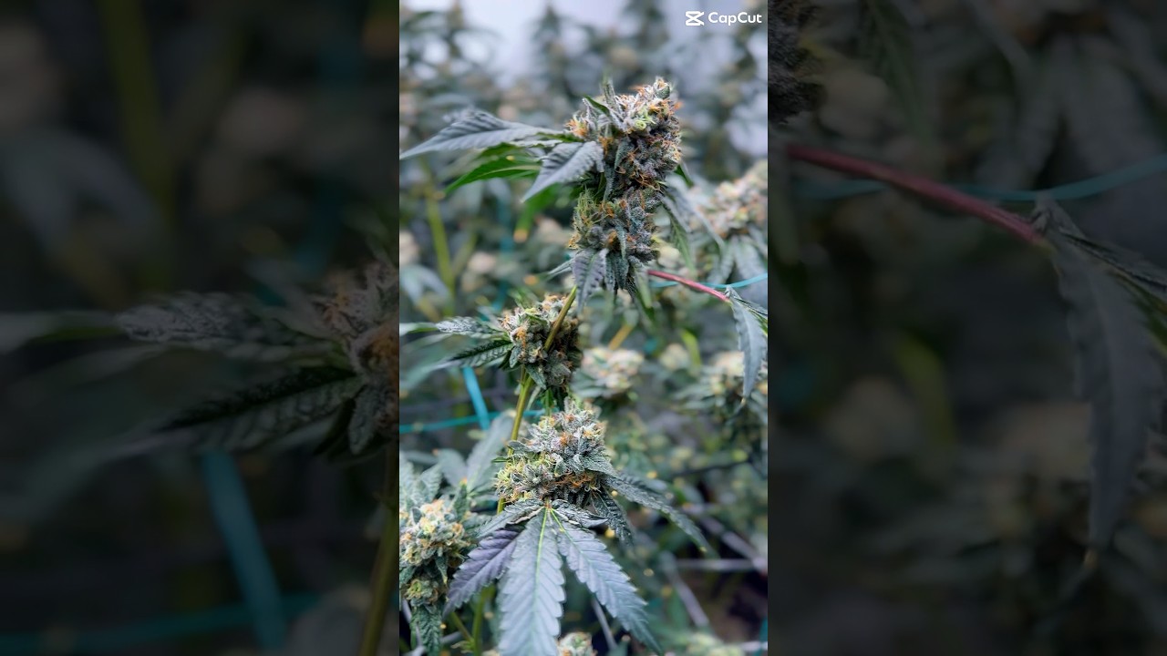 Cropsalt Granular FTW