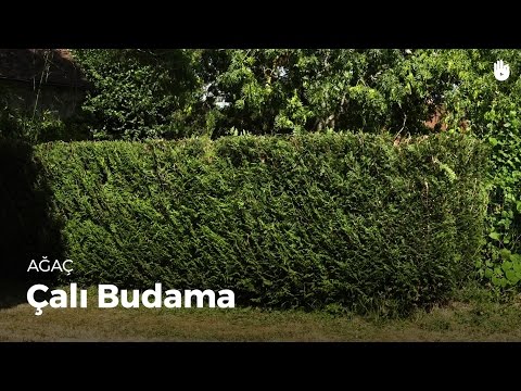 Video: Ardıç Çalısını Budama - Dik Ardıcı Budama ve Eğitme