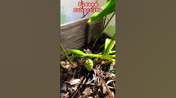 WHEN TO HARVEST YOUR GINGER!!