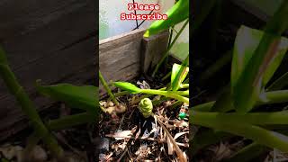 WHEN TO HARVEST YOUR GINGER!!