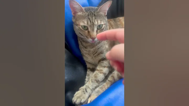 Watch the video about Two munchkins ❤️ #cat #catvideos #catlove #catcare #kitten #animals #cute #babies #catshorts #shorts