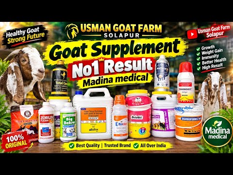 Goat Supplement No.1 Result 🔥 | Madina Medical Se Goat Ke Liye Best Supplements.