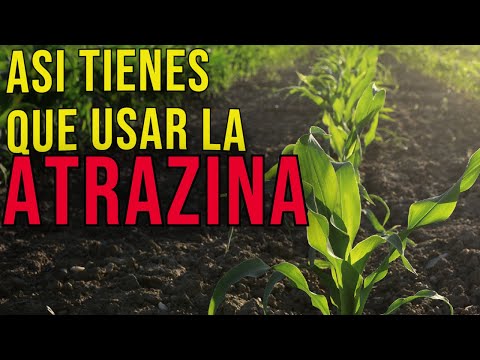 Video: ¿Qué malas hierbas mata la atrazina?