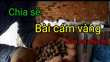 Chia sẻ bài cám vàng .câu thịt câu giải #bàicámvàng#giaolưucâucá#teslcám#câucá#fishing