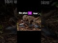 King Cobra vs Mongoose Deadly Fight 🐍💥 | नेवला और सांप की खतरनाक लड़ाई! #snake #wildlife #cinematic