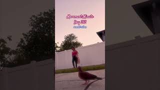 Day 262 / sunset vibes with the bird family: baby bird made an appearance 👀