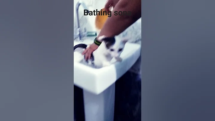 Video 11832691: cute cat bathing