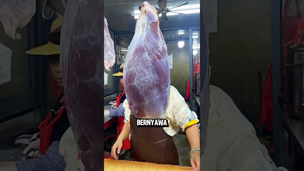 Kenapa Daging Kurban Bergerak Padahal Sudah Disembelih⁉️😱