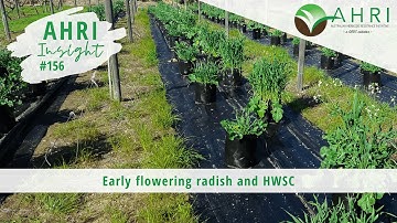 AHRI insight 156 - Early flowering radish and HWSC