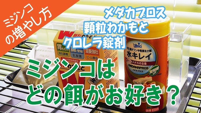 ミジンコの室内繁殖 Youtube ミジンコの室内繁殖 Youtube