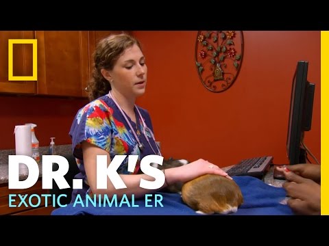 Smelly Pigs | Dr. K's Exotic Animal ER