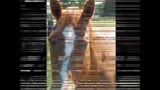 Doit N Diesel A.k.a Samantha