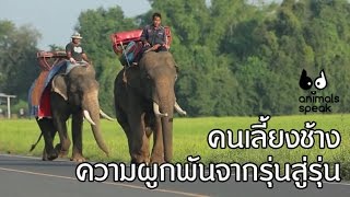 Animals Speak [by Mahidol] คนเลี้ยงช้าง ความผูกพันจากรุ่นสู่รุ่น