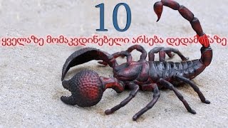 10 ყველაზე მომაკვდინებელი არსება დედამიწაზე 10 ყველაზე მომაკვდინებელი არსება დედამიწაზე