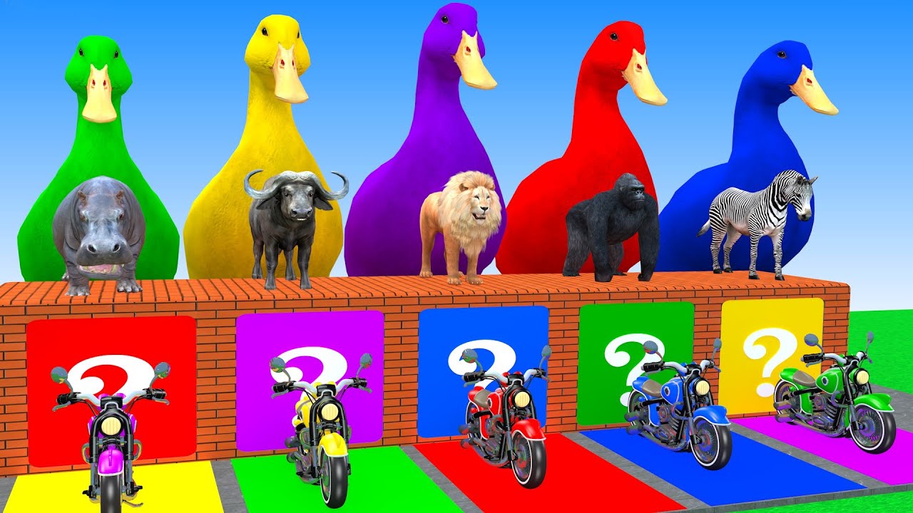 Long Slide Game With Buffalo Lion Gorilla Zebra Hipopotamus Tiger 3d Animal Game Funny 3d Animals