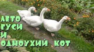 Лето, гуси и одноухий кот