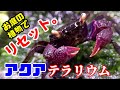 【アクアリウム/熱帯魚水槽】アクアテラリウムをフルメンテナンス、オジギソウを使ってレイアウトする/トビハゼ水槽、餌にハイジャンプ、記録更新か/熱帯魚市場でマングローブを購入、汽水水槽に植林する
