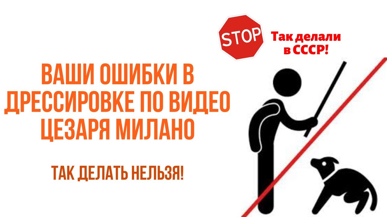 дрессировщик собак Цезарь Милан