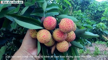 Vải Thiều Lục Ngạn | Đang có rất nhiều điều kiện thuận lợi xuất khẩu ra các nước | Bản sắc miền núi