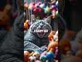 Tiny Chaos, Big Laughs A Cat Obstacle Tale