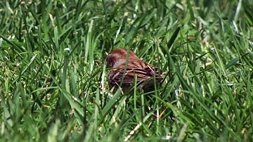 FIELD SPARROW, MIDTOWN NYC
