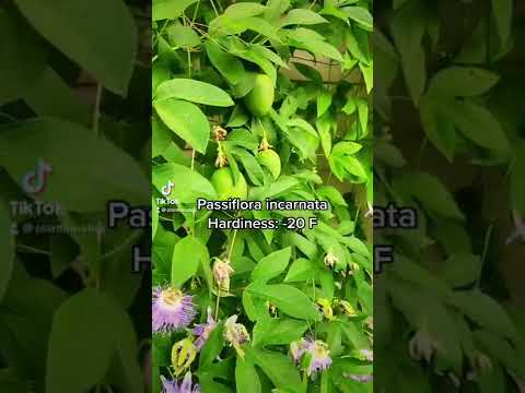 Tropical Fruit In