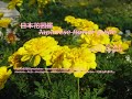 マリアの黄金 Maria's gold? !!  マリーゴールド　French marigold    季節の花　日本花図鑑　Japanese flower guide