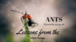 ANTS: Lessons From The Little Things (1 of 4)