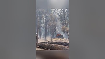 Insanely Satisfying Tree Cutting with Chainsaw #100