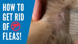 How to get rid of Fleas: Naturally!