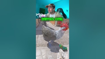 🐓 СКОЛЬКО КУРИЦ МОЖНО ПРИРУЧИТЬ В CS2?