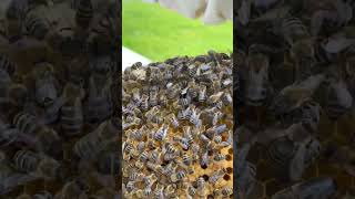 Two Queens In One Hive