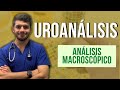 UROANÁLISIS - Análisis microscópico (Parte 3)