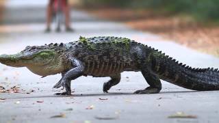 Alligator Walks Back To Swamp