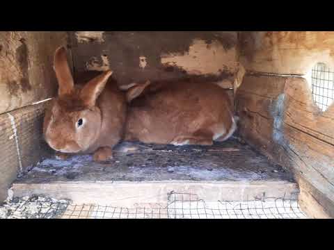 წითელი ზელანდიურის წყვილი  (შეჯვარება)