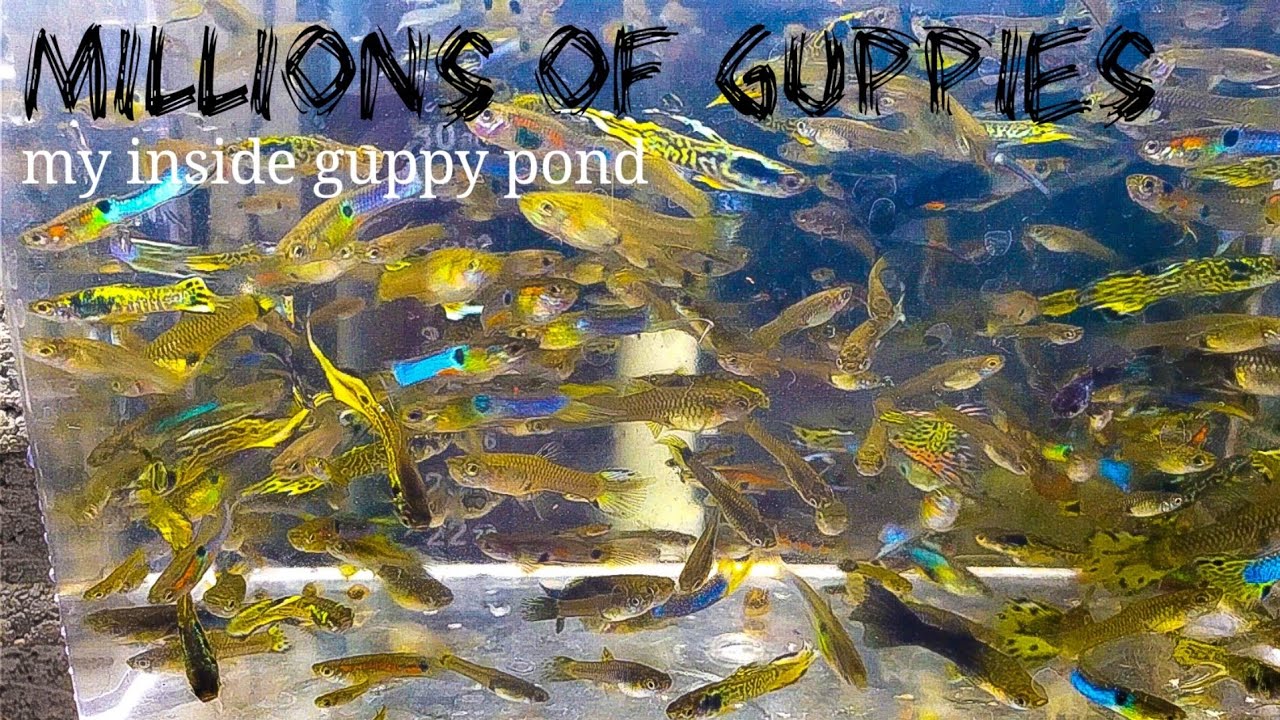 Миллионы гуппи — мой внутренний пруд с гуппи