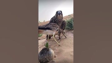 #egzonibrahimi #سورة_الإخلاص #ikhlas #shortvideo #nature #birds