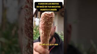 🌽 4 USOS RESTOS de MAÍZ en tus PLANTAS, HUERTO o JARDÍN #cultivoencasa #plantas #reciclaje