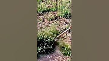 cool farming tool for clearing weeds #shorts