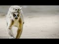 Lemur Behavior and Habitat