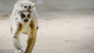 These Feisty Female Lemurs Fight With Babies on Their Backs