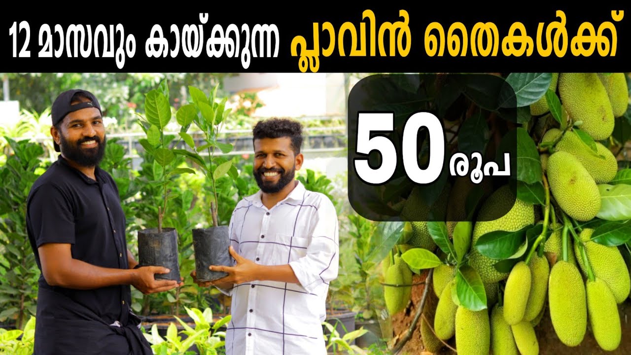 വർഷം മുഴുവൻ കായ്ക്കുന്ന പ്ലാവിൻ തൈകൾക്ക് 50 രൂപ മാത്രം!!!