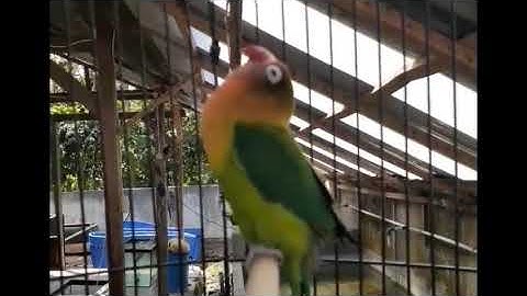 AMPUH   Suara pancingan lovebird ngekek PAUD BALIBU KONSLET