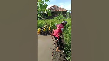 Akibat Salah Nyabut Pohon Singkong #shorts #singkong #komedi #sketsakomedisunda #lucu #sundakomedi
